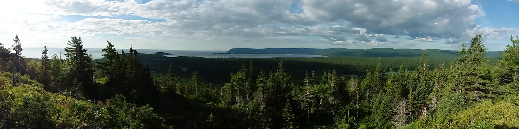 trees with lake and mountains in background