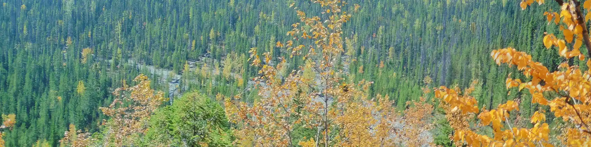 trees in fall