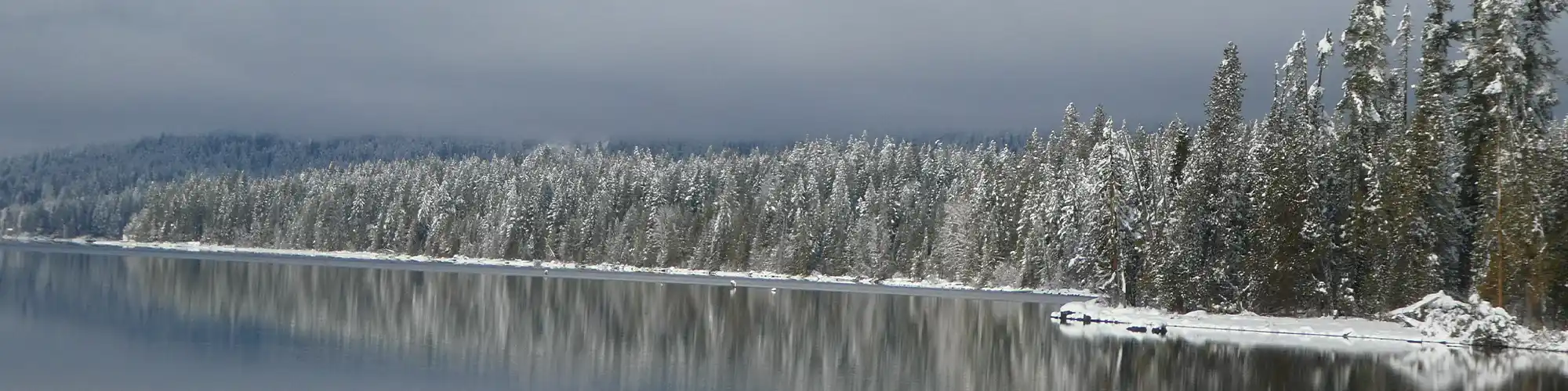 trees on the water in winter