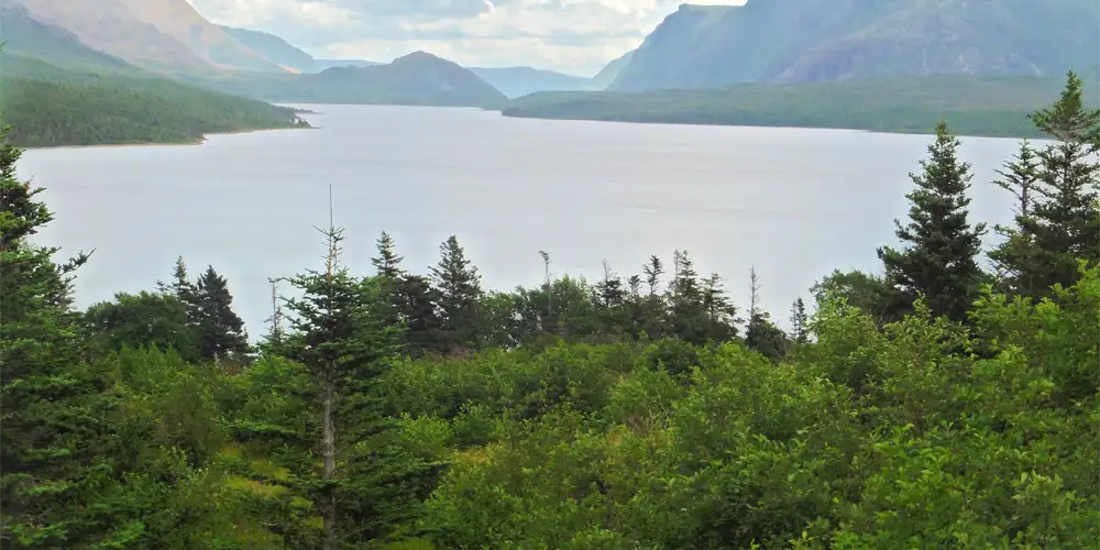 trees next to lake