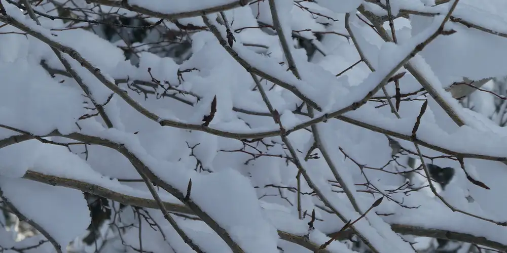 snow on tree