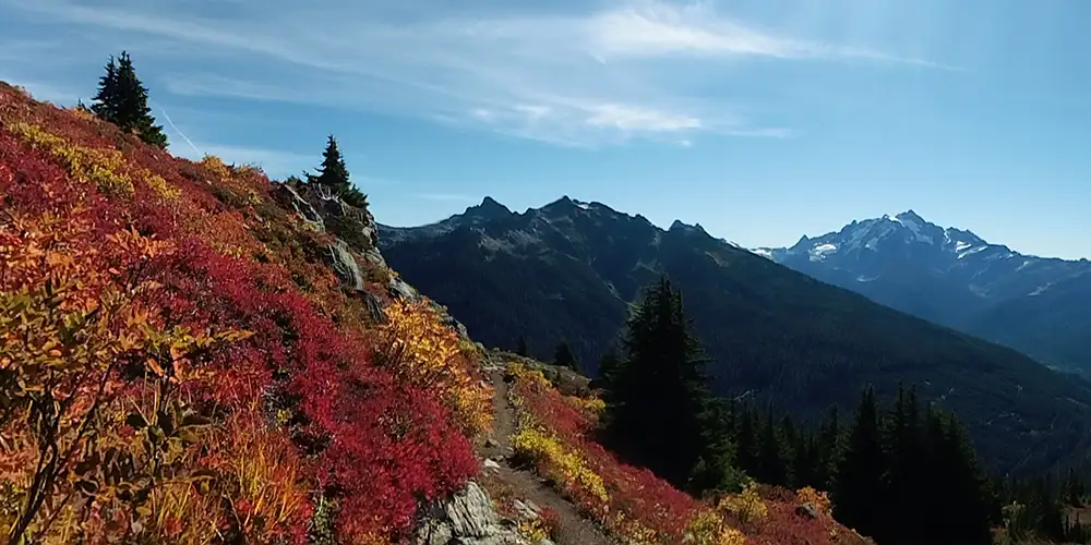 fall trees on mountainside